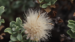 Ericameria cuneata macrocephala
