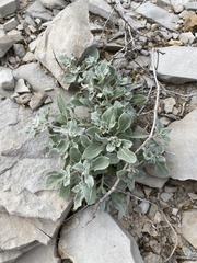 Tidestromia suffruticosa