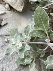 Tidestromia suffruticosa