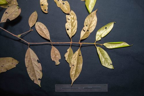 Licaria aurea