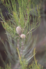 Allocasuarina campestris