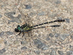 Hemigomphus theischingeri