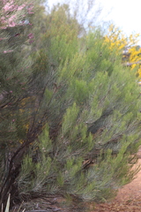 Allocasuarina campestris