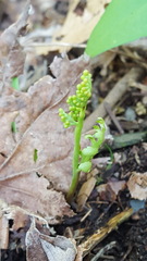 Botrychium matricariifolium