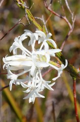 Pimelea longiflora