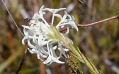 Pimelea longiflora