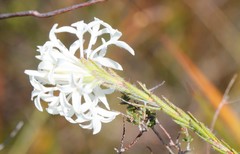 Pimelea longiflora