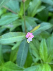 Persicaria dichotoma