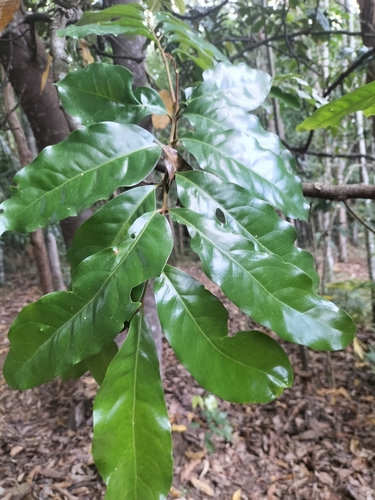 Cardwellia sublimis F.Muell.