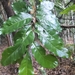 Northern Silky Oak - Photo (c) Matthew Borella, some rights reserved (CC BY), uploaded by Matthew Borella