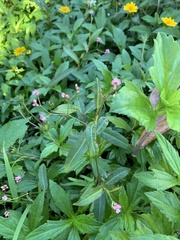 Persicaria dichotoma