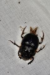 Onthophagus ferox