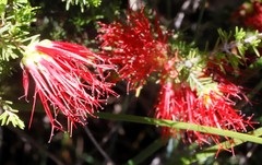Melaleuca gracilis