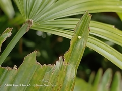 Elymnias hypermnestra