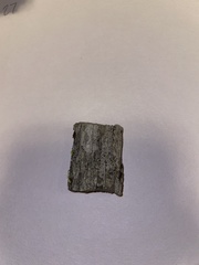 Xylographa parallela