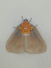 Peridrome orbicularis