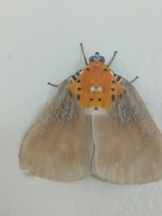 Peridrome orbicularis