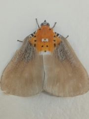 Peridrome orbicularis