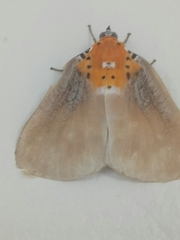 Peridrome orbicularis