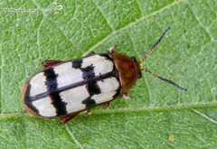 Disonycha angulata