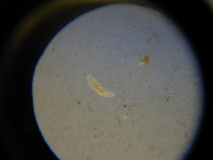 Macrostomum
