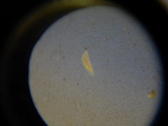 Macrostomum