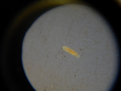 Macrostomum