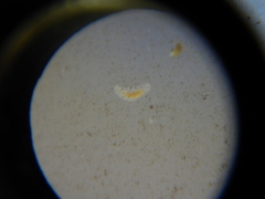 Macrostomum