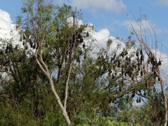 Pteropus poliocephalus