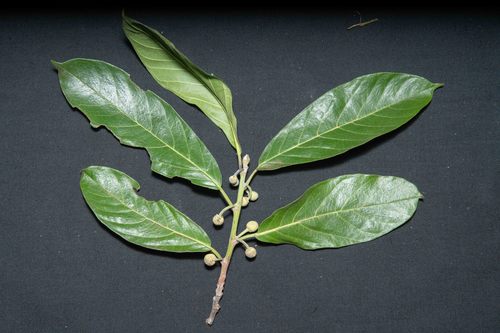 Brosimum acutifolium