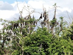 Pteropus poliocephalus