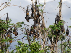 Pteropus poliocephalus