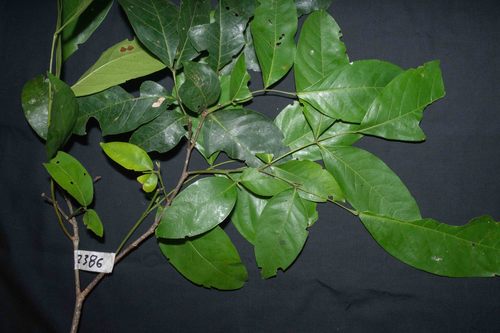 Inga bourgoni (Inga bourgoni)