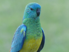 Psephotus haematonotus