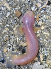 Typhlogobius californiensis