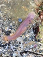 Typhlogobius californiensis