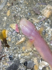 Typhlogobius californiensis