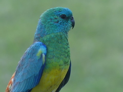 Psephotus haematonotus