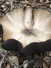 Agaricus osecanus