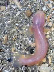 Typhlogobius californiensis