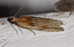 Eucosma cana