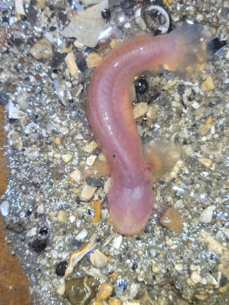 Blind Goby