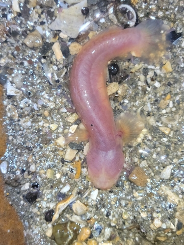Blind Goby