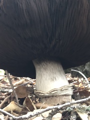 Agaricus osecanus