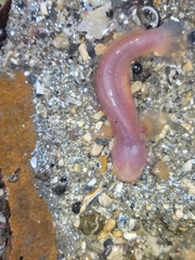 Typhlogobius californiensis