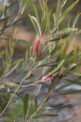 Hakea francisiana