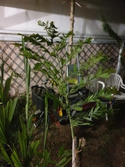 Angiospermae