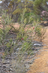 Hakea francisiana