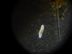 Macrostomum