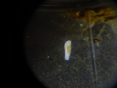 Macrostomum